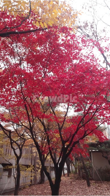 나무,가을,단풍,tree,autumn,가을,계절,fall,autumn,season,식물,자연,plants,nature,나무,trees,wood,plant,maple,leaf,잎