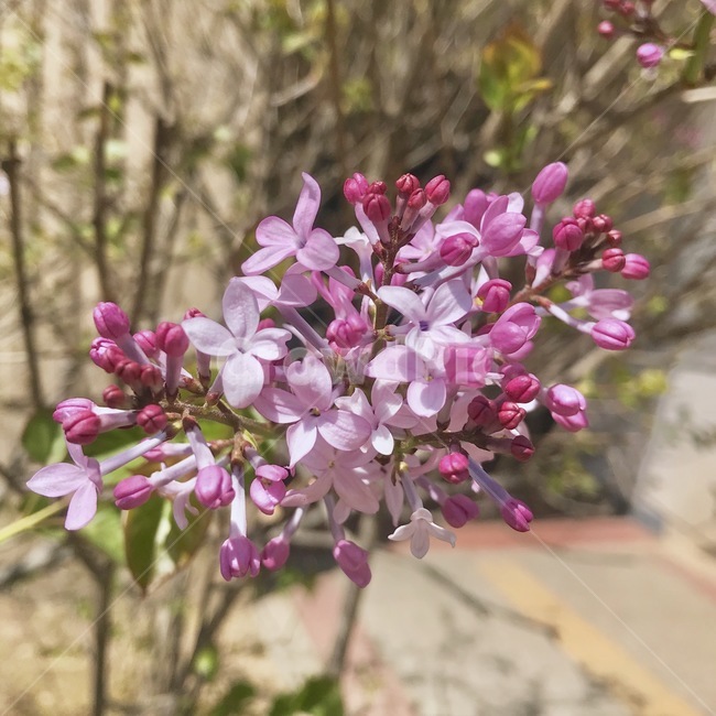 plant,식물,꽃,flower,분홍꽃,핑크꽃