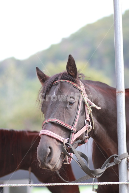 animal,동물,horse,말,mammal,포유류,동물,animal,포유류,mammal