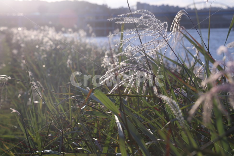 햇빛,자연광,억새풀,풀,한강,sunshine