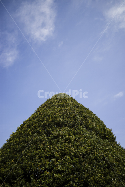 nature,자연,outdoors,옥외,field,들,나무,정원,garden,sky,blue,green,peace,spring