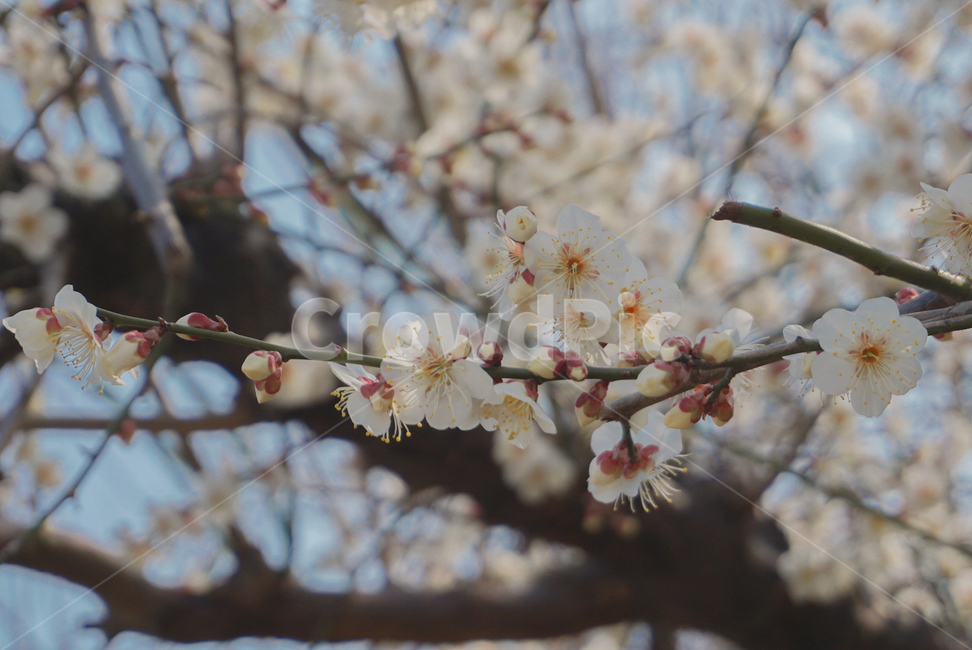 봄꽃,매화,꽃,식물,매실나무,봄,계절,flower,봄,계절,spring,season,식물,자연,plants,nature,꽃,flower,plant,blossom