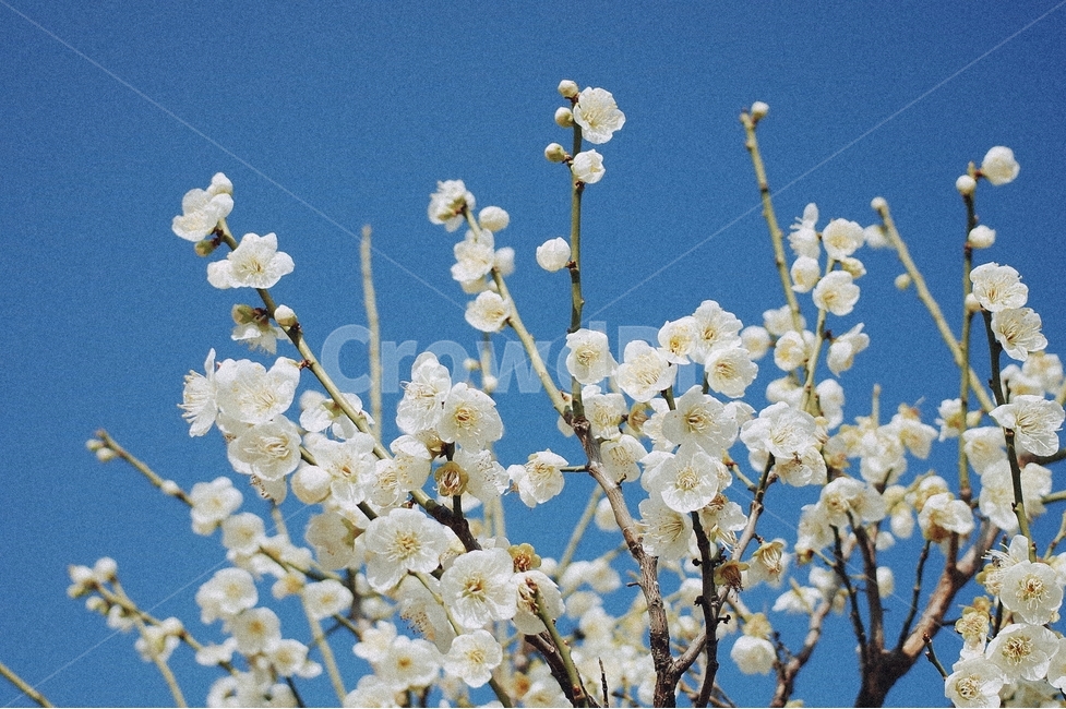 하늘,매화,봄,꽃,자연,봄,계절,spring,season,식물,자연,plants,nature,꽃,flower,감성,sensible,feeling,plant,blossom