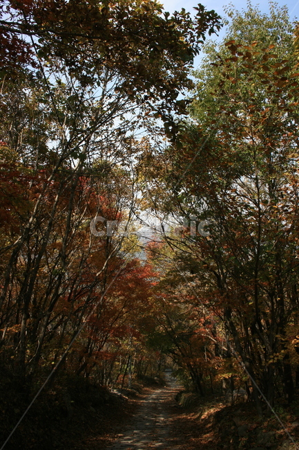 숲,나무,숲길,산길,산림욕,감성