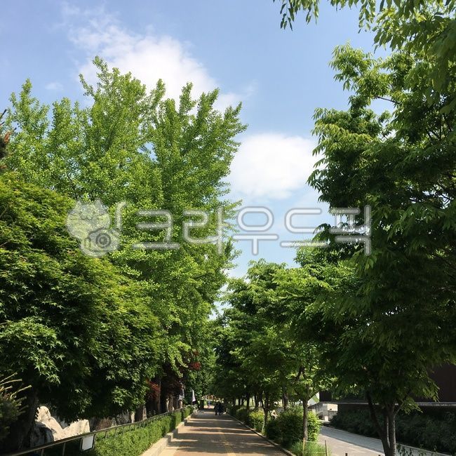 Olympic Park,sky,cloud,road,tree,walking path,walk