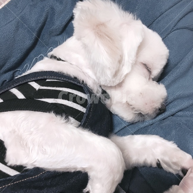 강아지,개,말티즈,낮잠,잠,동물,animal,포유류,mammal,개,강아지,dog,doggy