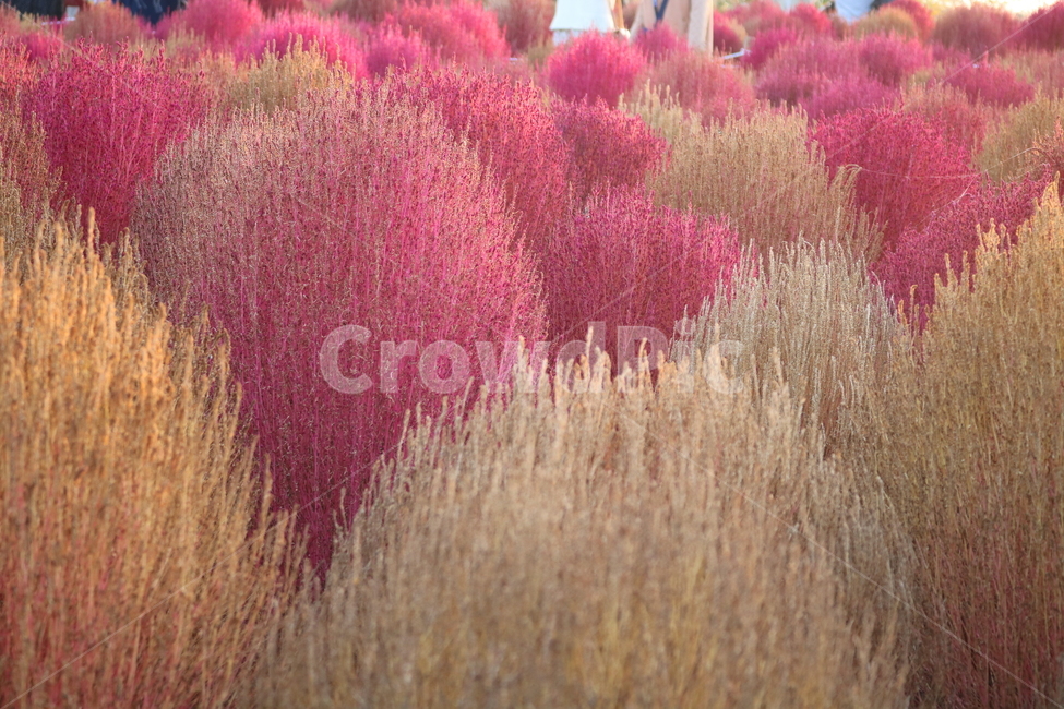 댑싸리,꽃댑싸리,식물,자연,대싸리,가을,가을,계절,fall,autumn,season,plant