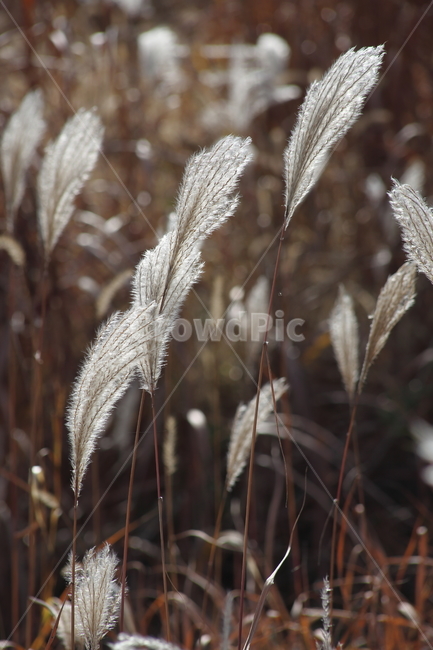 억새,꽃,식물,가을,flamegrass,가을,계절,fall,autumn,season,식물,자연,plants,nature,grass,잔디,plant,lawn