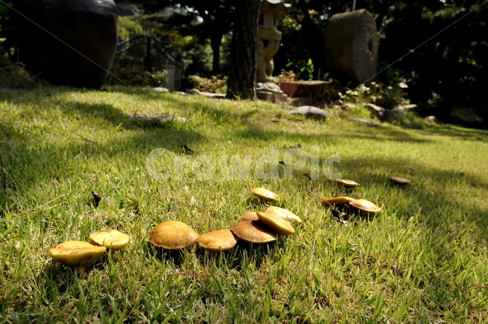 버섯돌이,소풍,버섯,잔디밭,야생버섯,정원,mushroom,행진,garden,feeling,plant,rest,green,healing,afieldmushroom,march,grassfield,자연,초록,나들이,가을볕,풍경,잔디,배경화면,버섯,mushroom