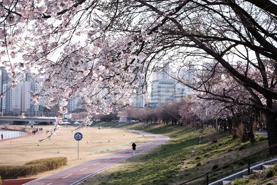 벚꽃,봄꽃,cherryblossom,분홍색꽃,하늘,꽃과하늘,봄하늘,봄,계절,spring,season,plant,식물