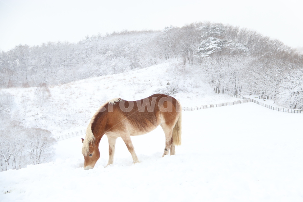 눈,겨울,자연,말,winter,snow,목장,들판,산,쓸쓸,황량,고요,겨울,계절,winter,season,동물,animal,포유류,mammal