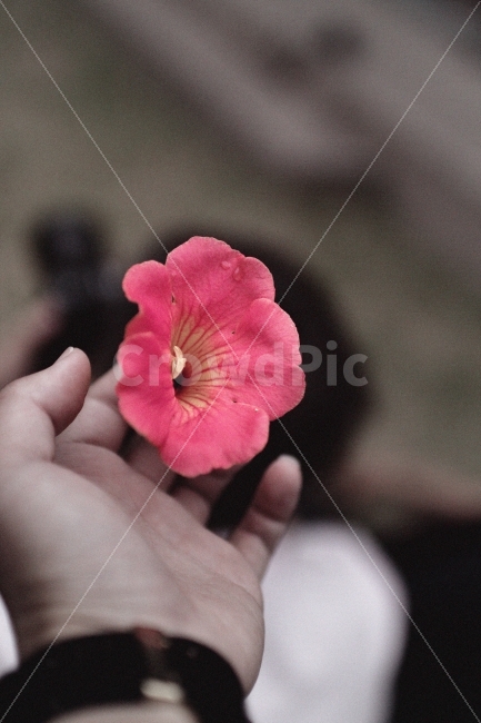 능수화,꽃,감성,느낌,분위기,식물,자연,plants,nature,꽃,flower,사람,인물,인간,human,person,신체일부,몸,body,감성,sensible,feeling