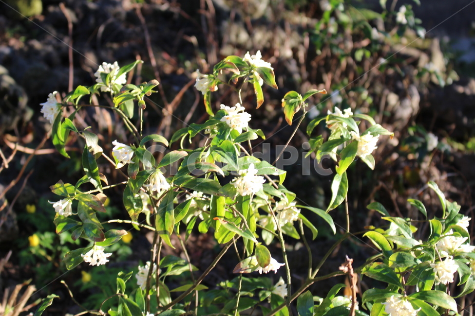 들꽃,봄,땅,식물,꽃,봄,계절,spring,season,식물,자연,plants,nature,꽃,flower,plant