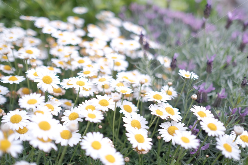꽃,봄,여름,녹지,야외,야생화,flower,summer,green,outdoor,wild,spring