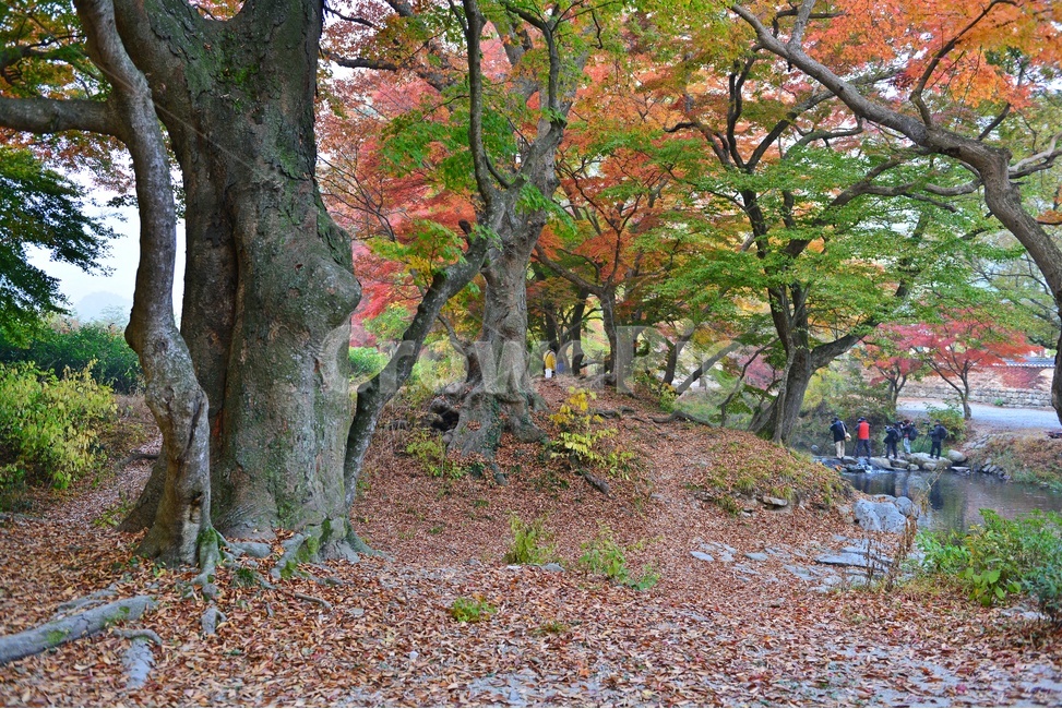 path,통로,walkway,보도,wall,벽,plant,식물,tree,나무,outdoors,옥외,treetrunk,나무줄기,고창,선운사,도솔천,선운사가을,추색,만추,가을