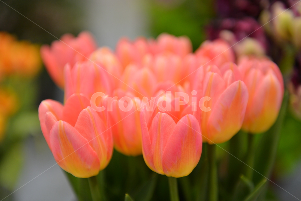 튤립,분홍색튤립,plant,식물,blossom,꽃,flower,식물,자연,plants,nature,꽃,flower