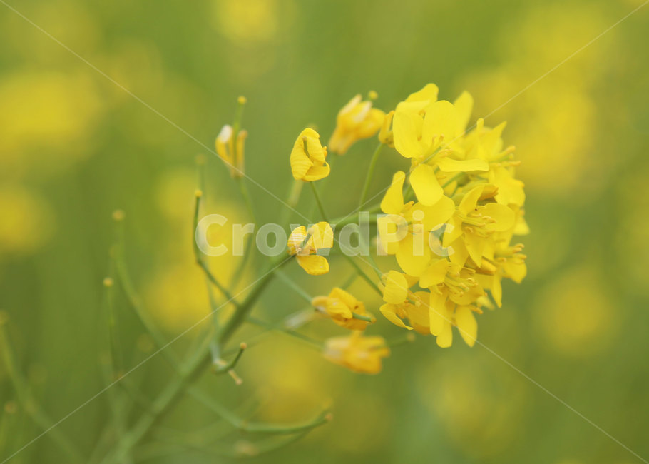 유채꽃,유채,꽃,봄,노랑,plant,식물,자연,nature