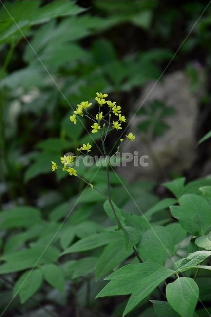 꿩의다리아재비,야생화,꽃,식물,자연,생태,플라워,flower,plants,nature,식물,자연,plants,nature,꽃,flower
