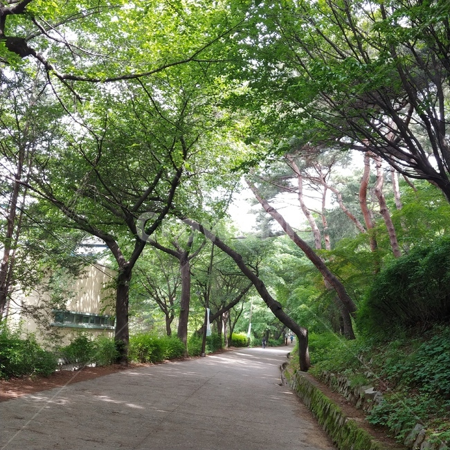 공원,산책,나무,풍경,숲
