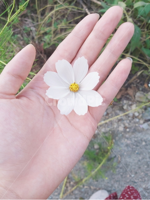 plant,식물,국화,손,hand