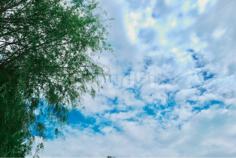 willowtree,greenfield,cloudysky,summerlandscape,naturevibe,quietmeadow,greenleaves,grassyland,healingnature,skyandtree