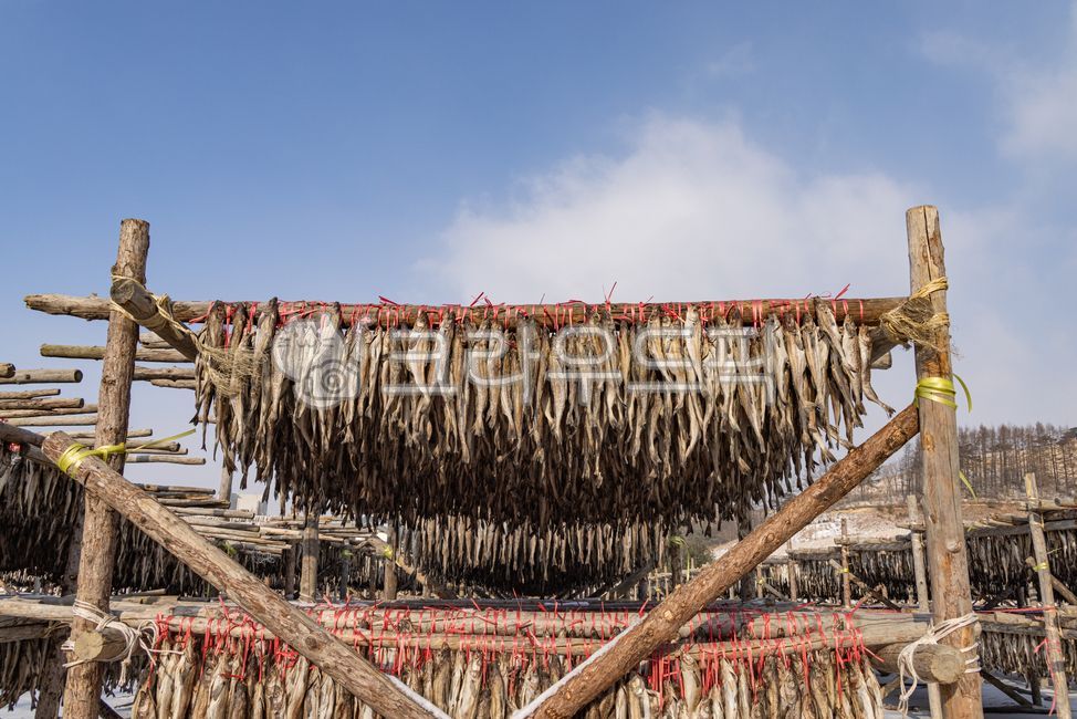 황태덕장,명태말리기,명태,황태,동태,겨울철,대관령횡계리,pollock