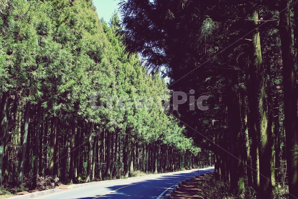 제주도,사려니숲길,사려니,도로,산책로,드라이브,자연,풍경,nature,landscape,tree,나무,plant,식물