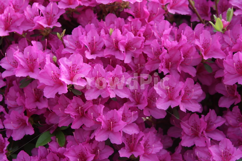 자연,식물,꽃,봄꽃,철쭉,분홍철쭉,분홍색,분홍,핑크,pink,연산홍,연산자,꽃과잎