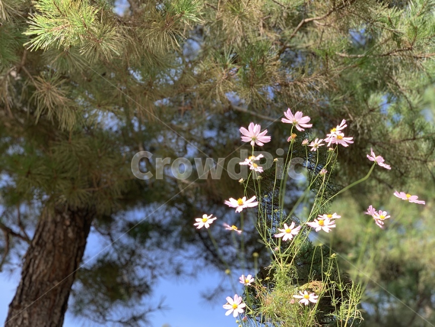 코스모스,cosmos,자연,nature,plant,식물,tree,나무,소나무,가을,fall,autumn
