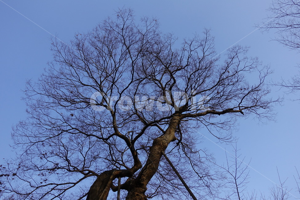 나무,고목,겨울,느티나무,오래된나무,식물,자연,plants,nature,나무,trees,wood