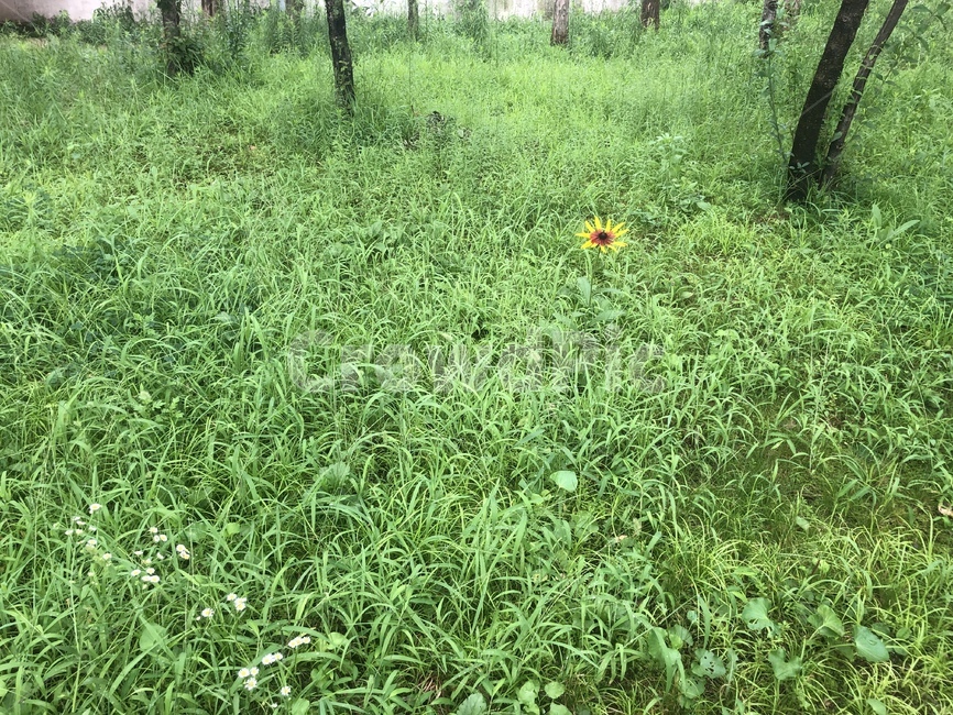 식물,자연,plant,nature,푸른,푸릇,초록,잔디,꽃,flower,해바라기,해바라기꽃,풀,숲속