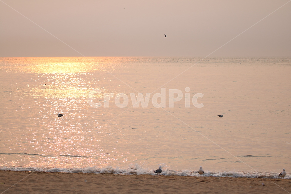 노을,을왕리,해변,갈매기,파도,해변,바다,beach,sea
