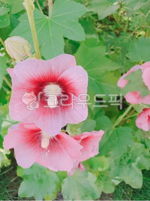 National anthem,Rose of Sharon,625,patriotism,Samcheonri Rose of Sharon,Veterans Month