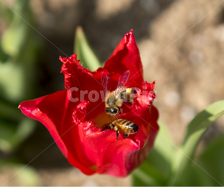 꽃,flower,튤립,꽃밭,꽃사진,tulip,flowers,자연,식물,natural,plant,봄,봄느낌,튤립꽃,튤립사진,꽃봉오리,풍경,풍경사진,꽃잎,꿀벌,벌,bee,식물,자연,plants,nature,꽃,flower,동물,animal,곤충,벌레,insect,bug