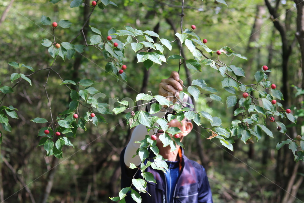 자연,나무,숲,사람,열매,힐링,등산,한라산산딸기,식물,자연,plants,nature,과일,열매,fruit