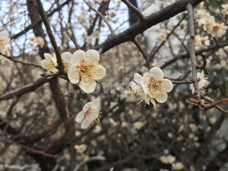 벚꽃,봄,3월,꽃,싱그러움,봄,계절,spring,season,식물,자연,plants,nature,꽃,flower,plant
