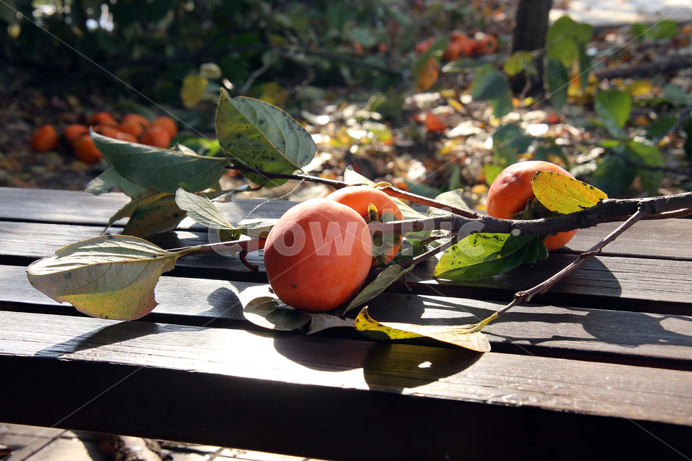 감,대봉,가을,과일,food,식물,감따기,감수확,음식,가을,계절,fall,autumn,season,과일,열매,fruit,plant