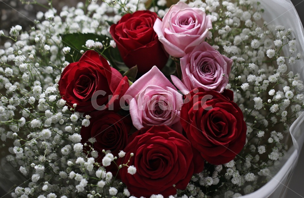 rose,abunchofflowers,안개,장미,꽃다발,꽃,기념일,축하,anniversary,congratulation,celebrate,celebration