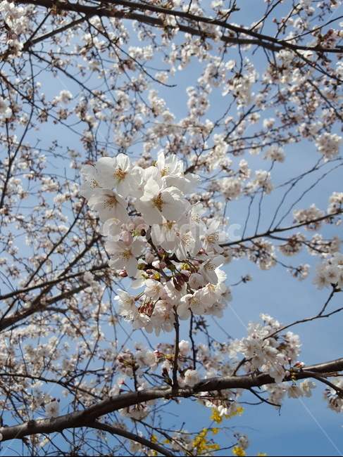 벚꽃,벚꽃축제,봄,꽃,자연