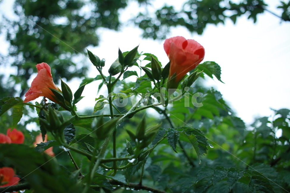 우중출사,장마,비,물방울,능소화,식물,자연,plants,nature,꽃,flower,비,비오는날,rain,rainy