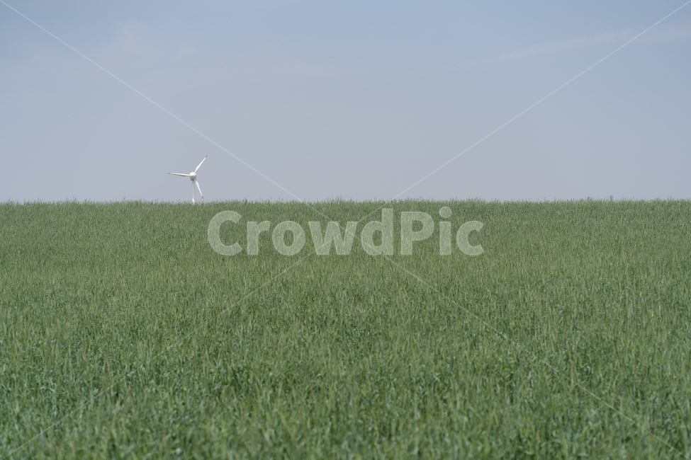 plant,식물,잔디,하늘,풍경,자연,natureal,sky,들판,자연,풍경,nature,landscape