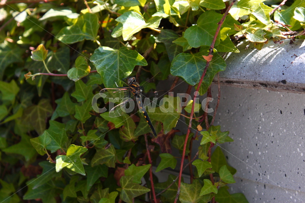 덩쿨,잠자리,여름,식물,dragonfly,ivy,자연,plants,곤충