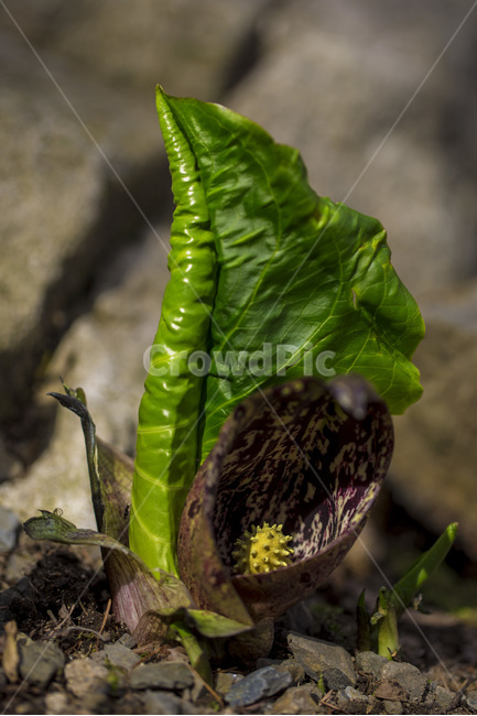 야생화,꽃,식물,청노루귀,앉은부채,식물,자연,plants,nature