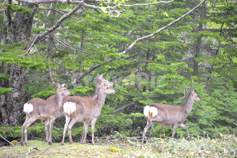 사슴,자연,야생,가족,포유류,동물,동물,animal,포유류,mammal