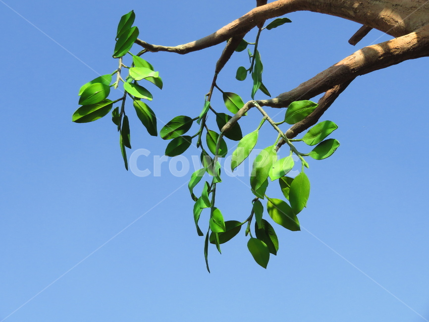 식물,잎,leaf,하늘,푸른하늘,푸른색,초록색,나뭇가지,풍경,야외,outdoor,plant,나무,나뭇잎