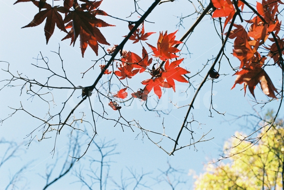 가을,단풍,빨간단풍,감성,아련한,필름,필름카메라,Nikon,Fm2,가을,계절,fall,autumn,season,식물,자연,plants,nature,감성,sensible,feeling,leaf,잎,plant,tree,나무