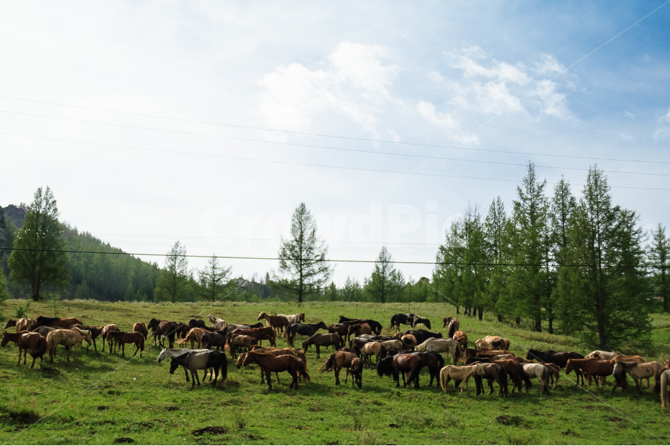 말,목초지,농장,목장,몽골,동물,animal,포유류,mammal,목축업,목장,livestock farming,ranching,pasture