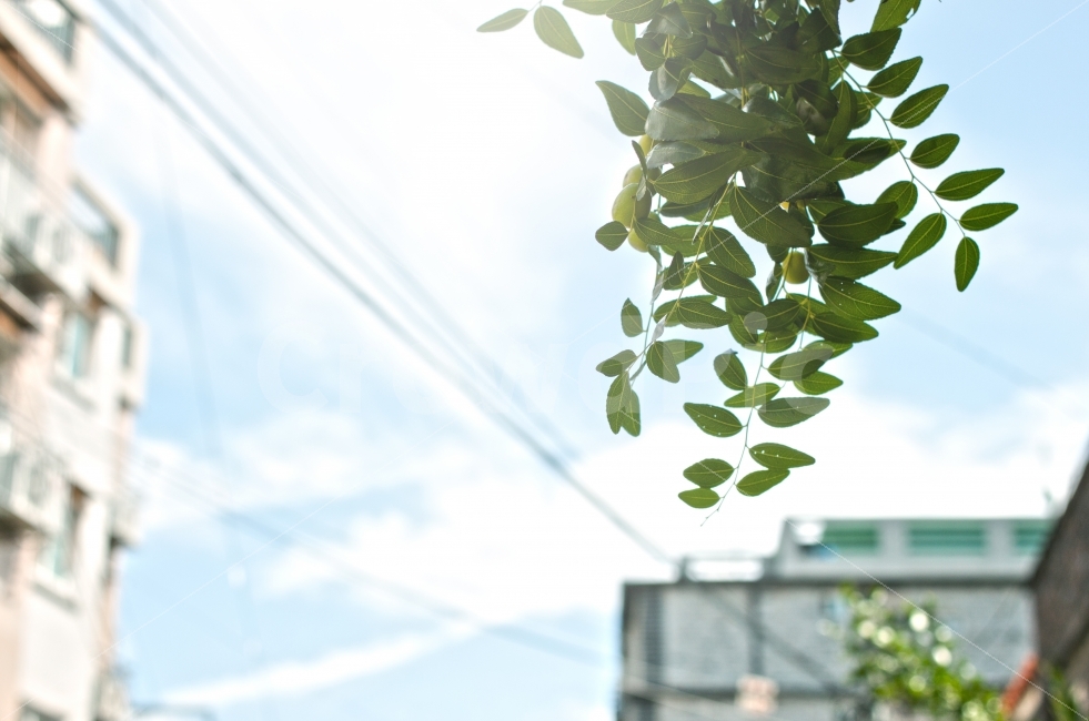 건물,오후,햇살,가을,하늘,잎,나무,식물,자연,plants,nature,감성,sensible,feeling