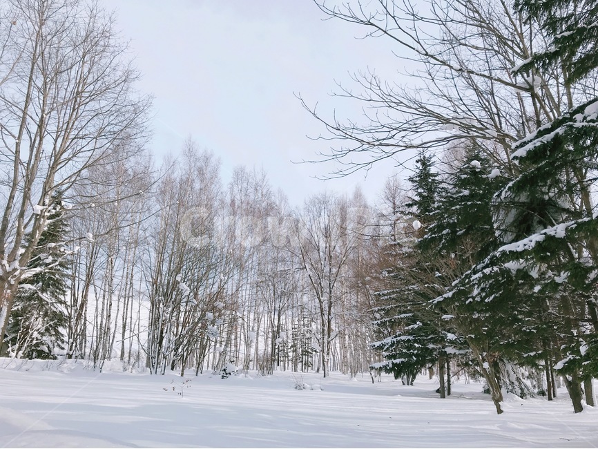 삿포로,겨울,비에이,눈,숲,나무,sapporo,snow,tree,christmastree,biei,winter,nature,자연,일본,japan,배경,landscape,wood,trees,겨울,계절,winter,season,자연,풍경,nature,landscape,plant,식물,fir,전나무,outdoors,옥외