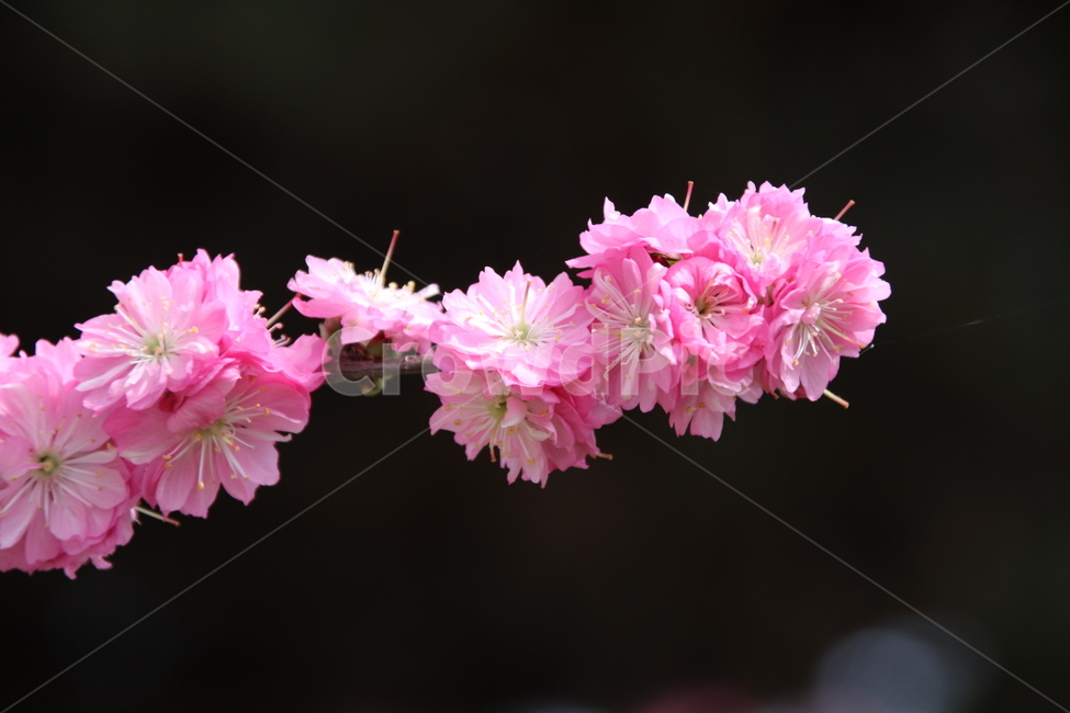 매화꽃,꽃,매화,매화나무,자연,봄,계절,spring,season,식물,자연,plants,nature,꽃,flower,blossom,geranium,제라늄,plant